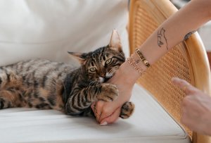 Chat « caressé-mordeur » : pourquoi mon chat me mord quand je le caresse ?
