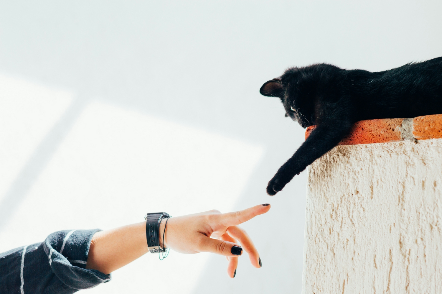 Comportement chat Caen - Approche humain et chat