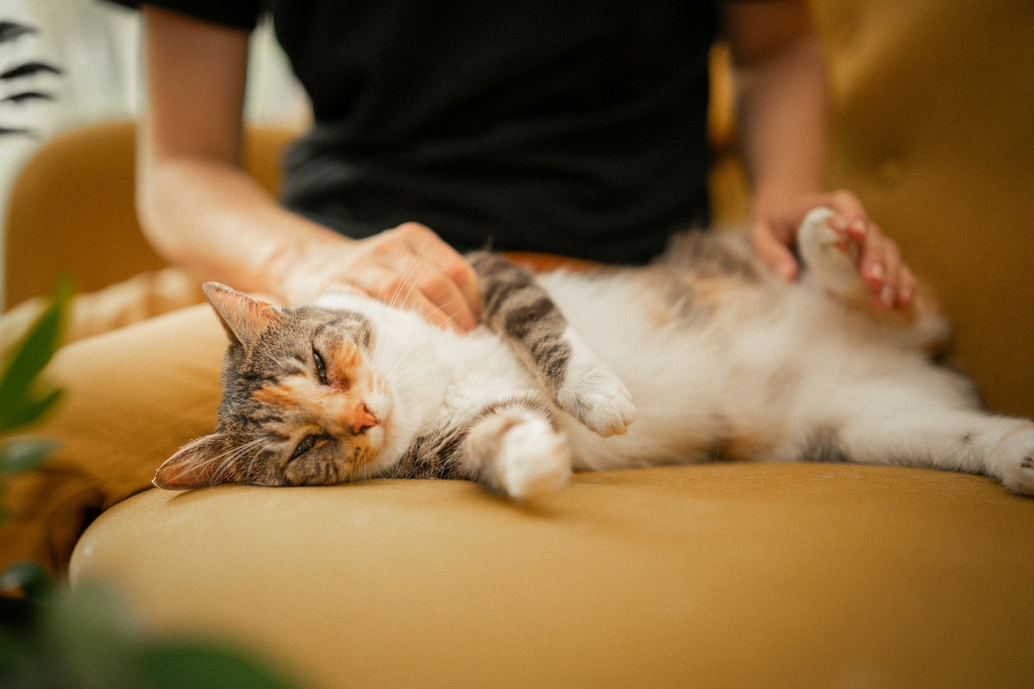 Comportement chat Caen - Chat se fait caresser
